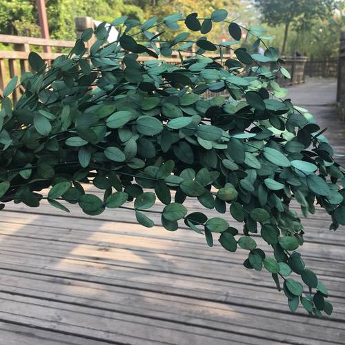 100g/26-40cm Nature Preserved Eucalyptus Fine Leaf,DIY Eternell Flower Floral Plant, Wedding Favor Home Decor ,Eternelle Rose