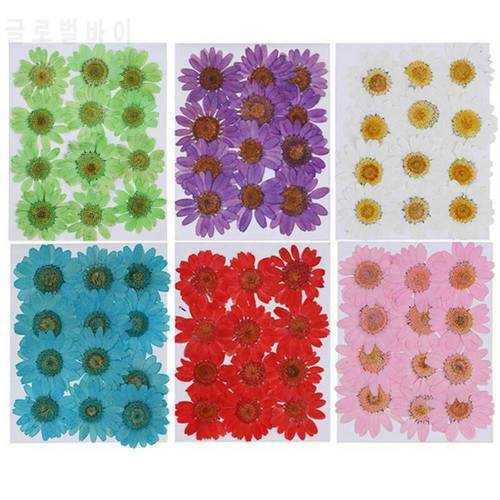 12PCS/Bag Colorful Crafts DIY Makeup Daisy Dried Flower Jewelry Making Art Pressed