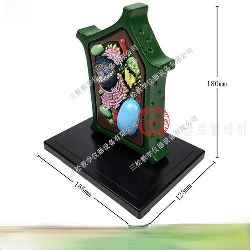 Plant cell model Magnifying cell structure Display tools of biology teaching model