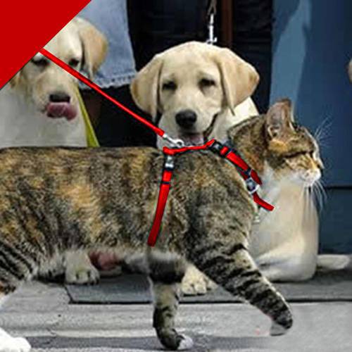 Cat Harness And Leash Hot Sale 3 Colors Nylon Products For Animals Adjustable Pet Traction Harness Belt Cat Kitten HCollar